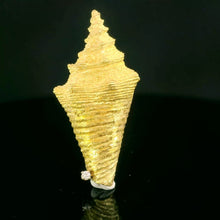 Cargar imagen en el visor de la galería, Colección de conchas marinas, Caracola