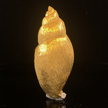 Load image into Gallery viewer, gold pin brooch jewelry shell dogwhelk dogwhinkle