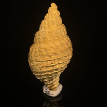 Load image into Gallery viewer, gold pin brooch jewelry shell dogwhelk dogwhinkle