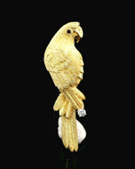 Bird, large Parrot