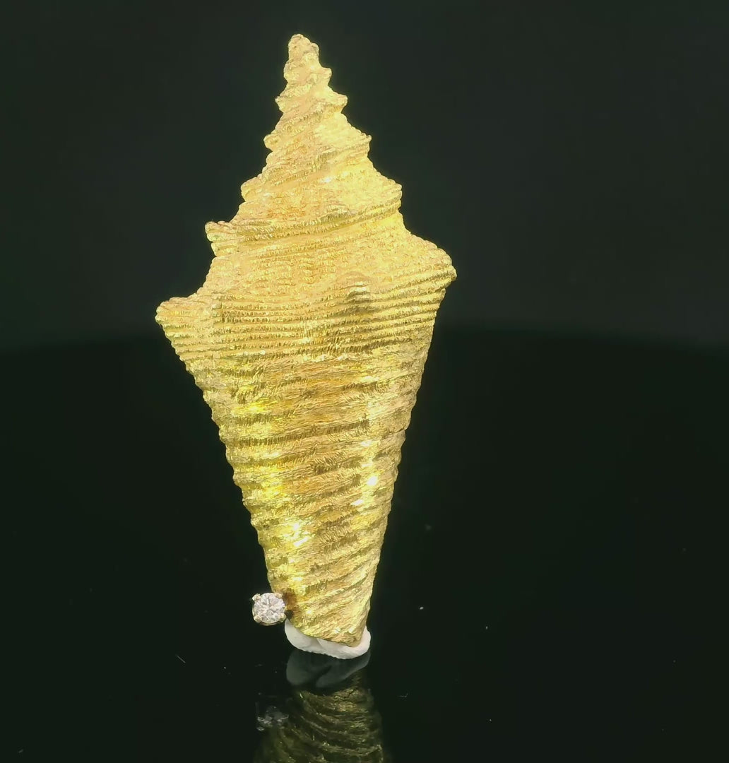 Seashell collection, Conch