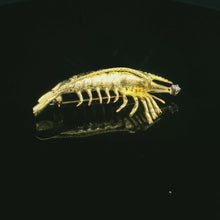 Load and play video in Gallery viewer, Fish, Shrimp
