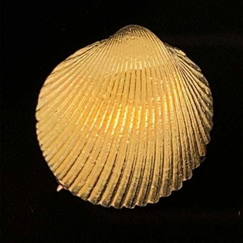 gold pin brooch jewelry cockle seashell